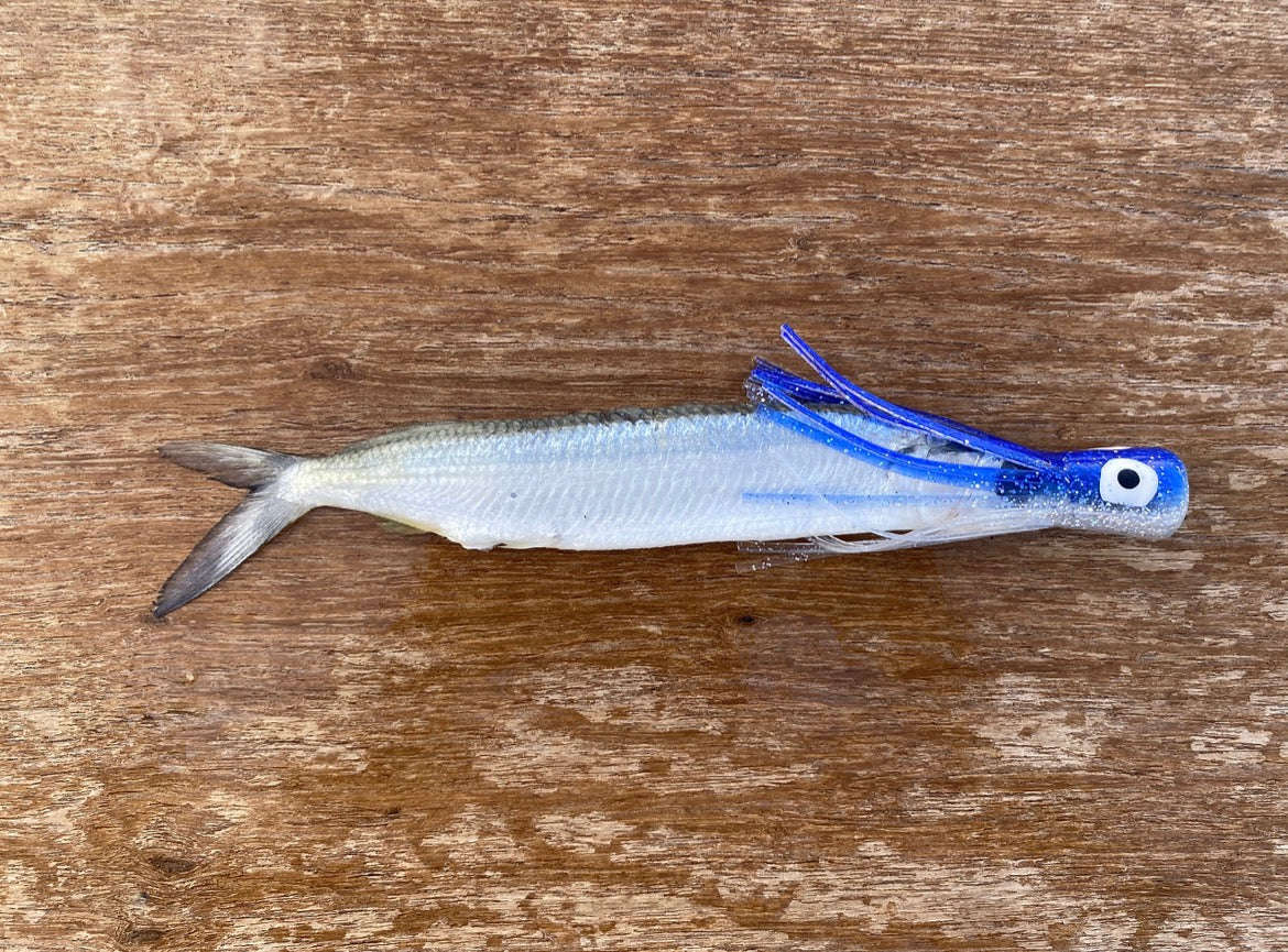 Fish Down Sea Chuggers