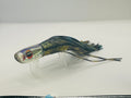 Vintage 7" Aloha Lures Small Gully Boy Marlin Lure - Erik Merlin Rusnak Custom